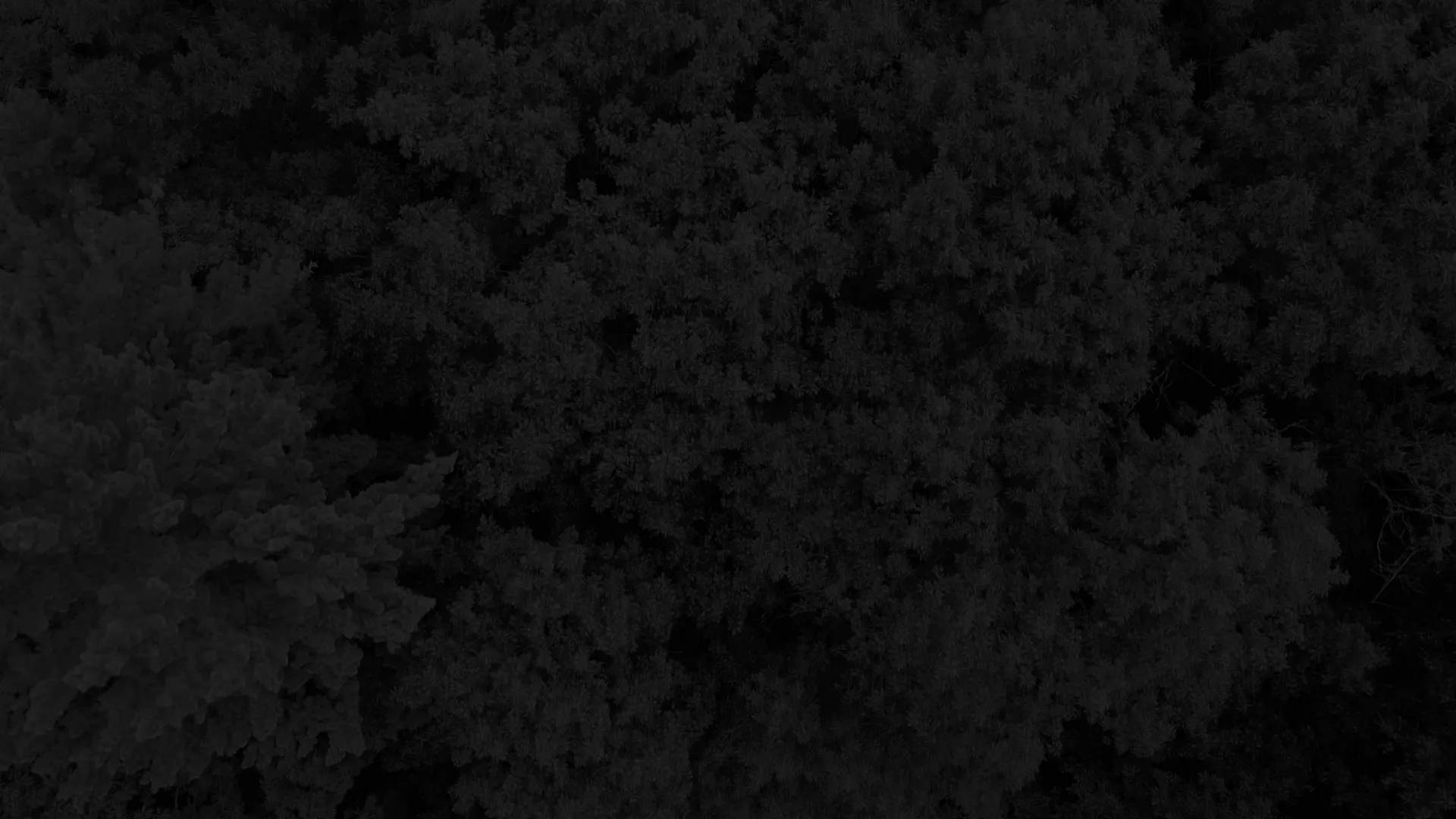 Aerial canopy detail