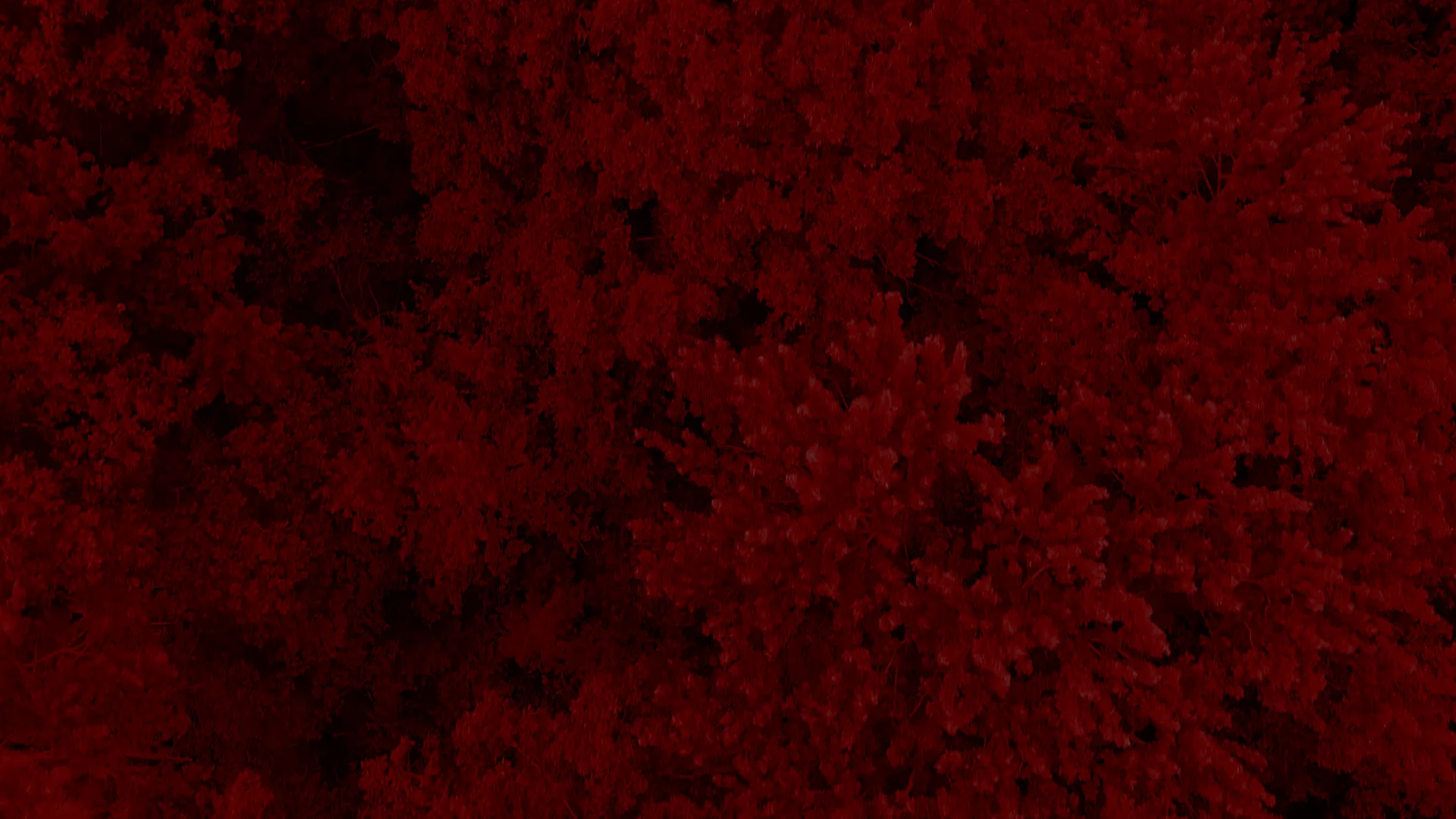 Aerial canopy detail