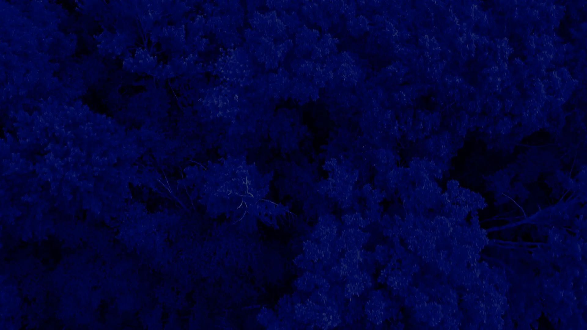 Aerial canopy detail